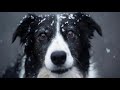 A Comprehensive Look at the Border Collie