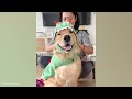 When your dog's level of drama is so high | Funny Dog Reaction