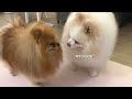 Love Story Between Two Pomeranians