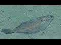 10 Strange Deep Ocean Creatures Found by ROVs Near New Jersey