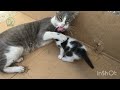 Mother cat taking care of her babies | Family Cats
