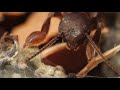 The Curious Webspinner Insect Knits a Cozy Home | Deep Look