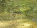 Swimming Snake Along Sedona Trail