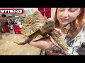 Busting 50 Animal Myths in Real Life!