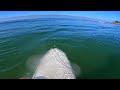 SURFING RELAXING WAVES IN A KELP FILLED REEF (RAW POV)