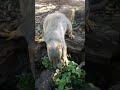 Skinny Squirrel 🐿️ Draws The Line At hand Feeding 040624