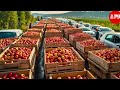 Billions Of Cider Apples Are Harvested This Way In America - Processing Factory