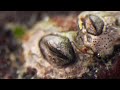 Barnacles Go To Unbelievable Lengths To Hook Up | Deep Look