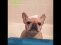 Cutest French Bulldogs - Funny and cute French bulldog Compilation # 2| 2019