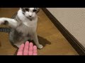 ちょっと廊下で猫と遊ぶ。