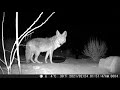 Early morning Coyote visit