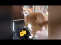 Hilarious Cat Fails That Will Make You Laugh Out Loud 🐶🐱 Funny Videos Compilation 🤣🐱