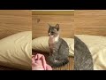 Funniest Animals 😜 what happened with Baby ? 😜 Funniest Cats & Dog Videos😸 Best Videos For Ever 😜