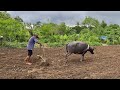 Nagpa-Araro sa Bukid at nagsuyod! malawak pala ang Farm | BUHAY PROBINSYA | TRADITIONAL FARMING