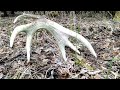 Zrzuty jelenia, ogromna stara tyka / Huge old red stag antler