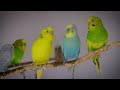 Magical Budgie Melodies to Lift Your Bird's Spirits