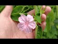 5 Fakta Menarik tentang Bunga Pukul Empat (Mirabilis jalapa)