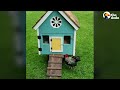 Rooster Sprints To His Wife Every Single Morning | The Dodo