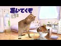 【猫ミーム】チョコミント達が猫になったシリーズ！！(は？)※無断転載、スクショ、参考、パクリはどはご遠慮くださいm(_ _)m#猫ミーム