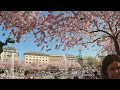 EXPLORING KUNGSTRÄDGÅRDEN 1/2: Cherry Blossoms & Medieval Market | STOCKHOLM CITY CENTRE WALK IN 4K