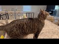 Cat is very confused by bubbles