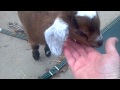 New Round of Baby Goats Part 2