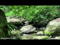 Nature Sounds for Sleeping, Mountain Stream with Birds, 10 Hours of Stream Sounds, Forget Stress
