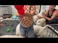 Golden Retriever Puppies | Wisteria Goldens