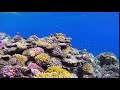 A coral reef in the Red Sea near Egypt