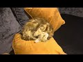 A cat sleeping so nicely and adorable