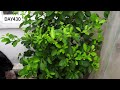 Growing lime tree from seeds (DAY 1 to DAY 430)