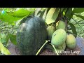 Great technique for growing mangoes with watermelon stimulates super fast fruit production