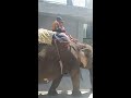 Haathi di sawari #video 😀🐘🐘🐘🐘