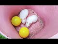 tangkap anak ayam, kelinci, hamster, hewan lucu di kebun