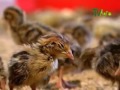 How to Breed Quails - TvAgro por Juan Gonzalo Angel