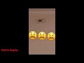 Fard stresst mit einer Spinne 😂🕷