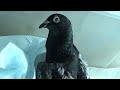 Pigeons love cuddles - Archie x