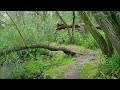 Viking Serenity - Forest Walk | Bird sounds | Relaxing Nordic Music