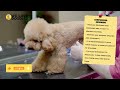 Labradoodle vs. Goldendoodle 🐶 Breed Comparison 🐶 🔴 2023 🔴