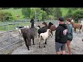 Putting the alpacas (and sheep) out to pasture at Seven Stars Ranch