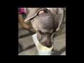Shake Shack Dog Treat