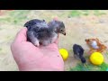 catch colorful chickens,  ducks,rainbow chickens, rabbits |  cute animal