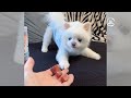 Funniest Animals 😄 New Funny Cats and Dogs Videos 😹🐶 - Ep.11
