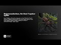 Megamonodontium, the Giant Trapdoor Spider