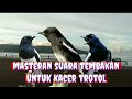 masteran burung kacer trotol || प्रकृति में पक्षियों के चहकने की आवाज