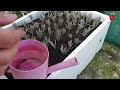 You can do this yourself - an easy way to propagate lavender