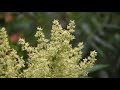 How to Identify Winged Sumac - Rhus copallina