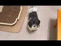 Betsy the Havanese has a nightly litter box routine!💩