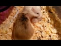 Tiny baby roborovski hamster explores my hand...then mommy hamster carries her away!