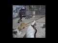 🙀😹 So Funny! Funniest Cats and Dogs ❤️🐶 Best Funny Animal Videos 2024 # 23